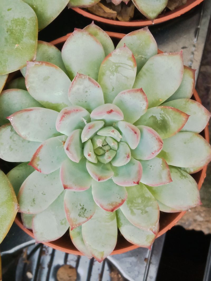 Suculentas Y Cactus Variedad #58 Planta Sin Id_0