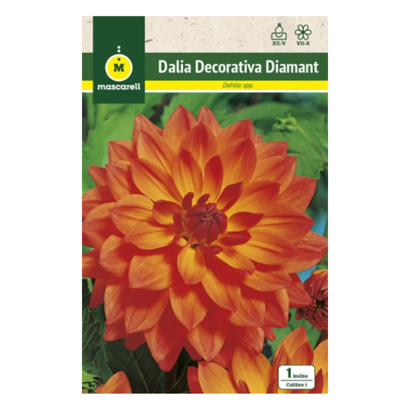 Bulbo Dalia Naranja Diamant_0
