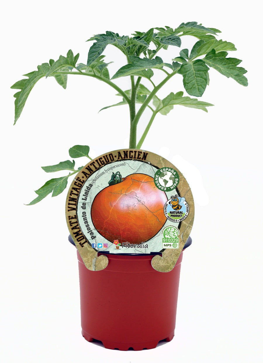 Plantón Tomate Palosanto De Lleida En Maceta 10,5 Cm. Natural - Fitoralia_0