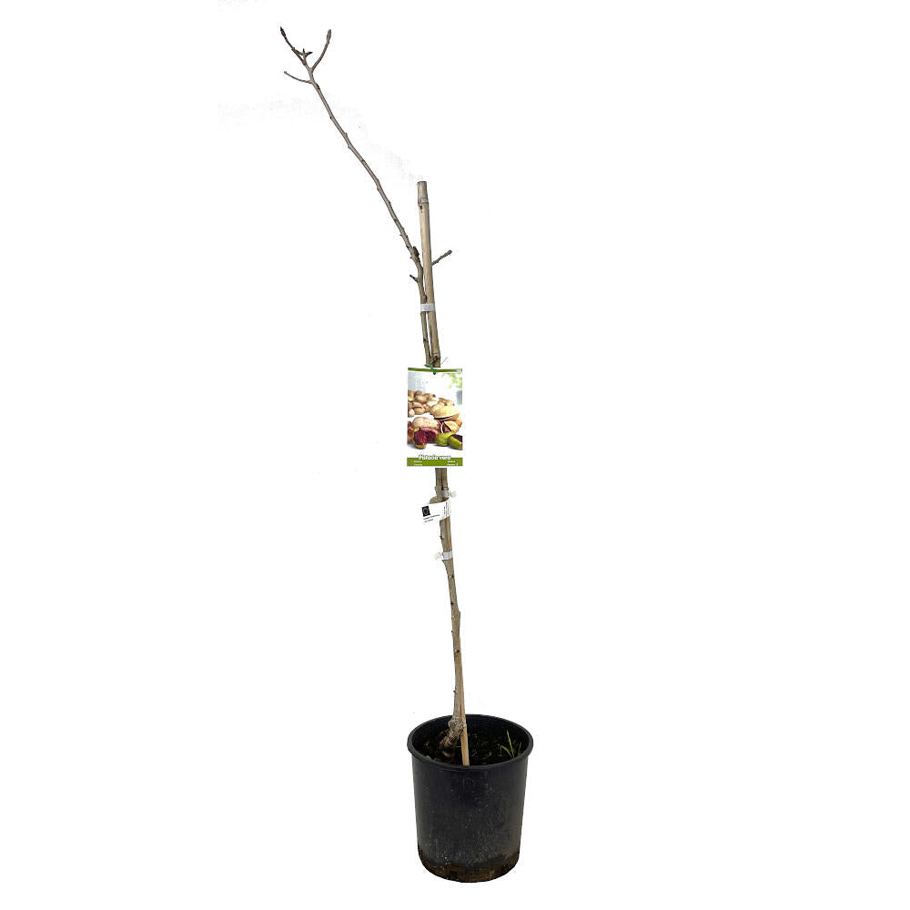 Pistacho Hembra Sirora 10l 150cm_2