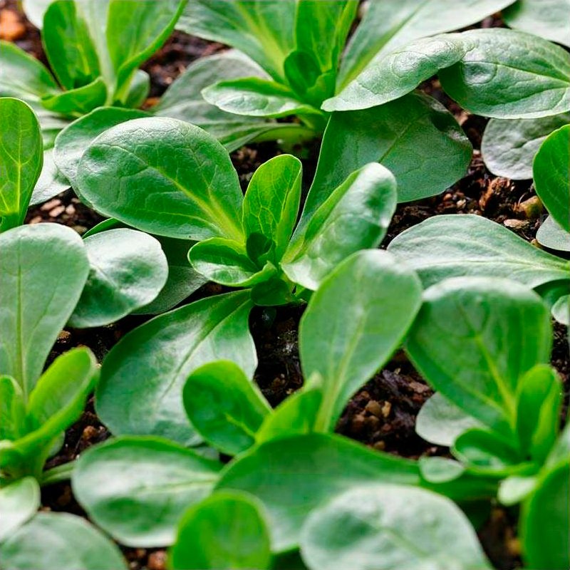 Semillas Canónigos Vit Ecológicas_0