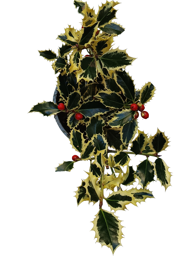 Ilex Acebo Variegataplanta Natural Ø9_0