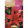 Bulbo Lilium Monte Negro Vermelho 2 unidades (16/18)