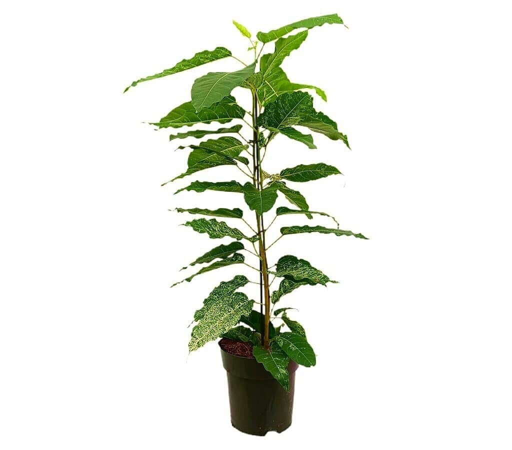 Ficus Aspera M17 80cm_0
