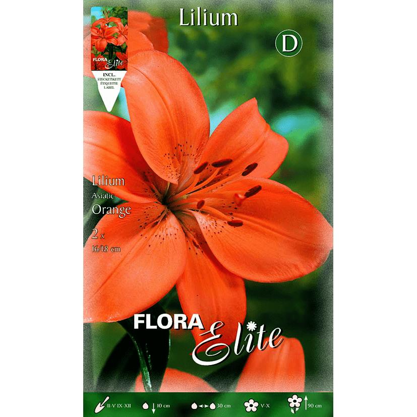 Lilium asiático bolbo laranja 2 unidades