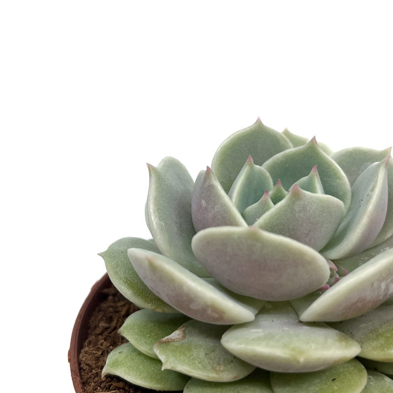 Echeveria Lola Cactus Y Suculentas M8,5 cm Ø_2