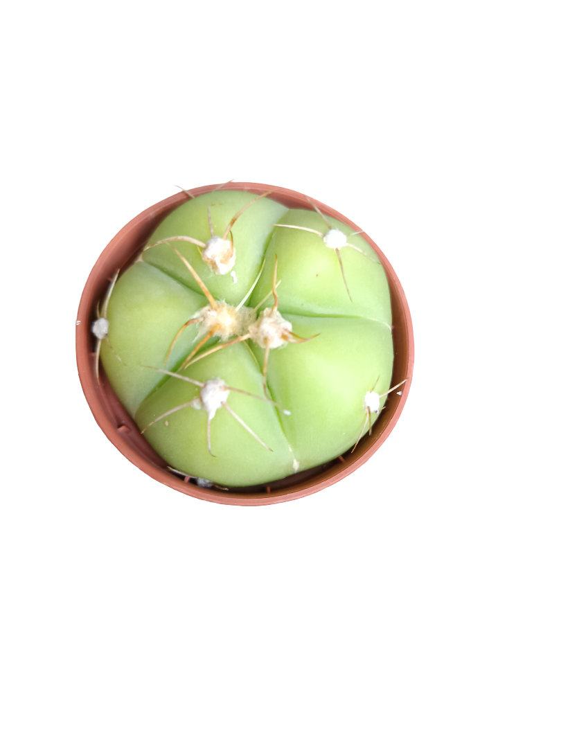 Gymnocalycium Horstii Planta Cactus Mini Ø5 Cms_0