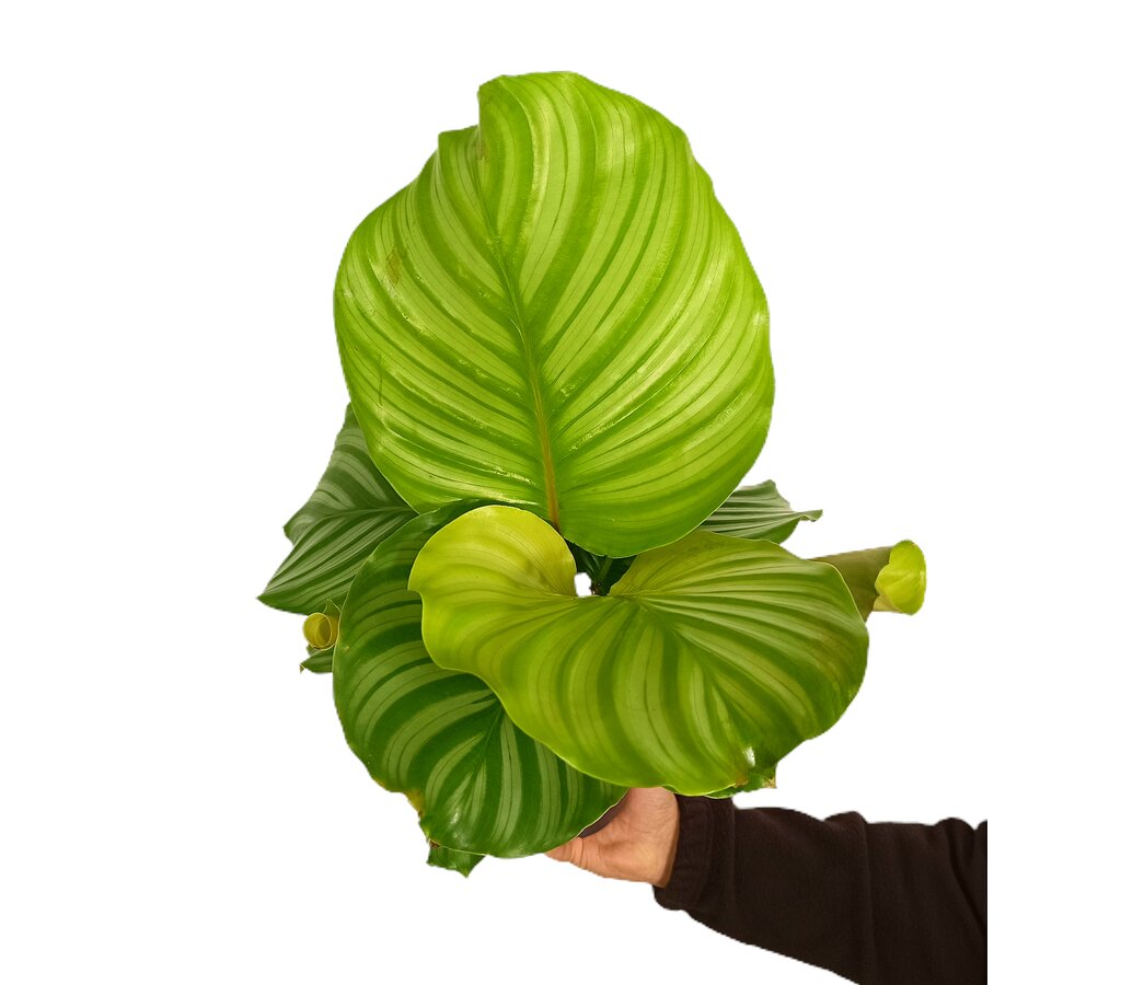 Calathea Orbifolia M14 45cm_2