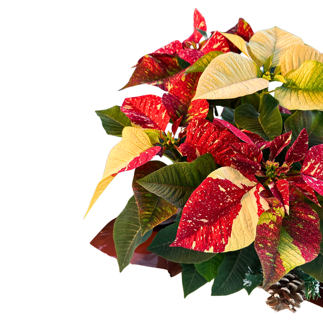 Poinsettia O Flor De Pascua Glitter M17 Decorada Navidad_1