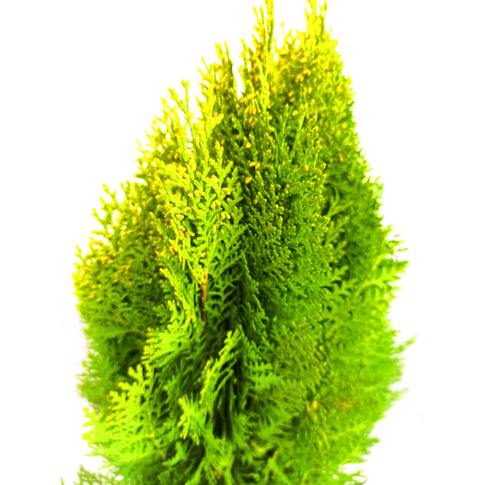 Thuja Aurea Nana M24_1