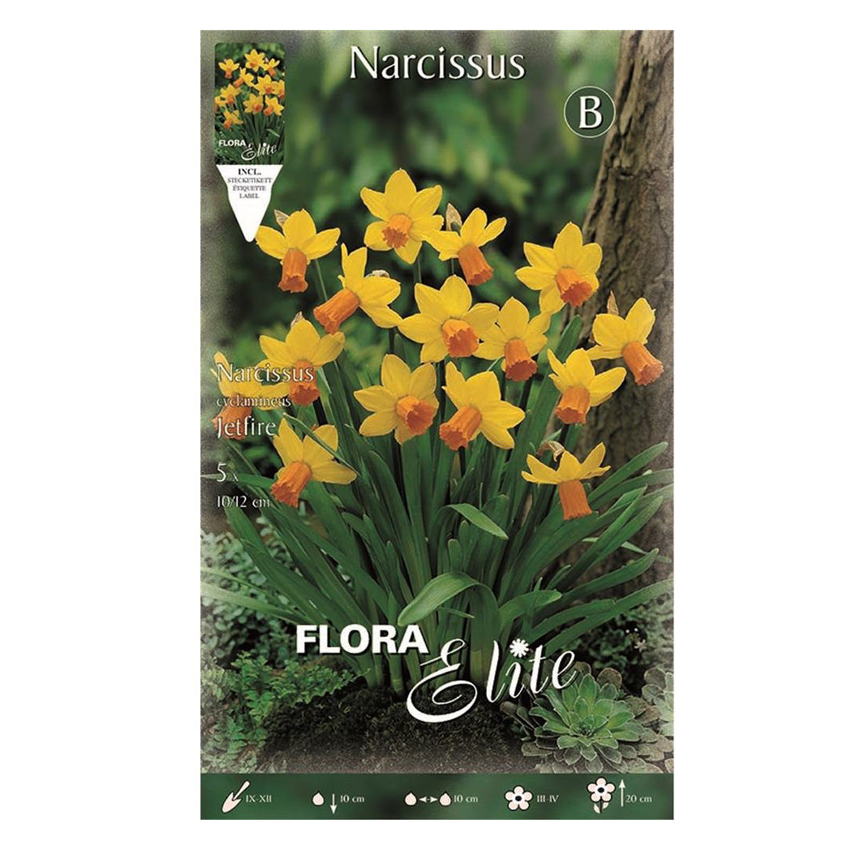 Bolbos Narciso Poeta amarelo laranja 5 unidades