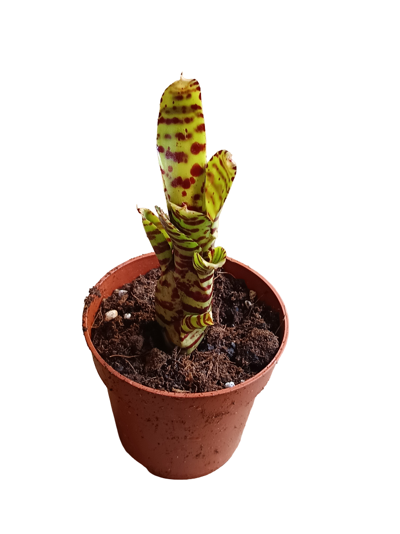 Neoregelia Zotica Planta Bromelia Para Terrarios E Inteior_0