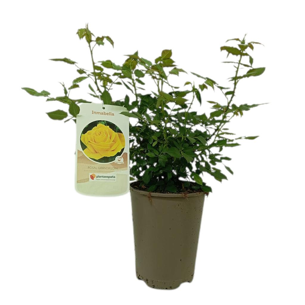 Rosal Perfumado Inmabella M20_0