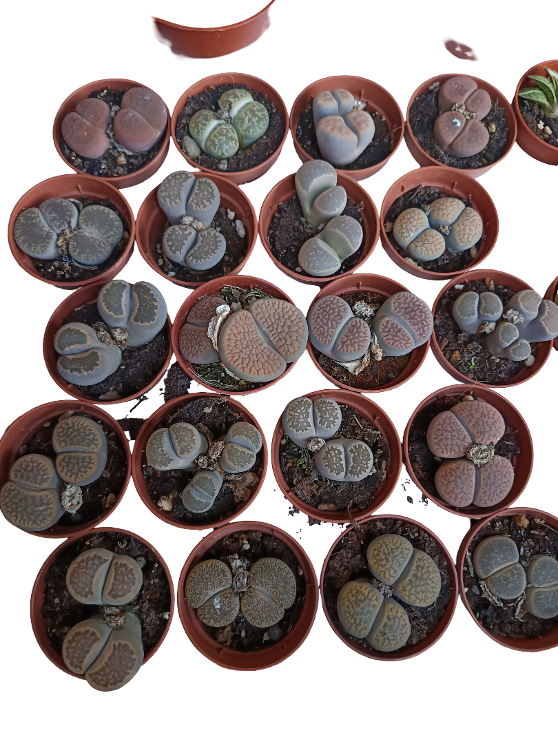 Lithops Cactus Piedra 1 Maceta Ø5 Cm Surtida_0