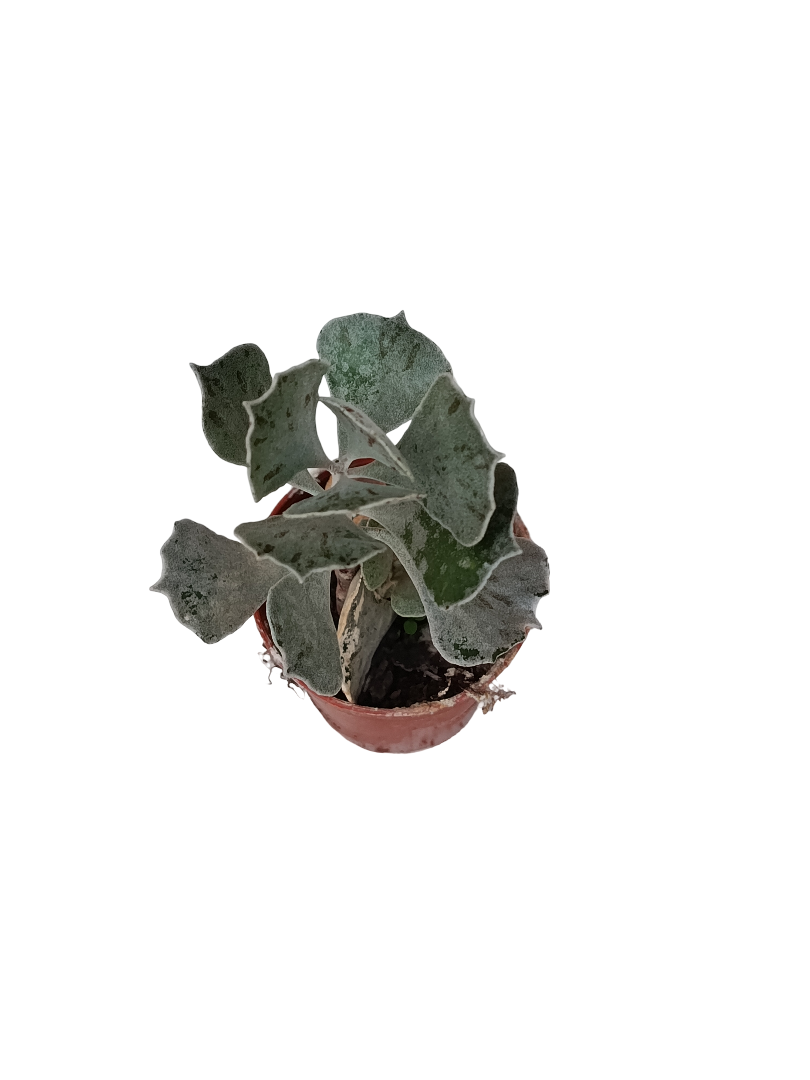 Kalanchoe Rombophylosa Planta Suculenta Ø5_0