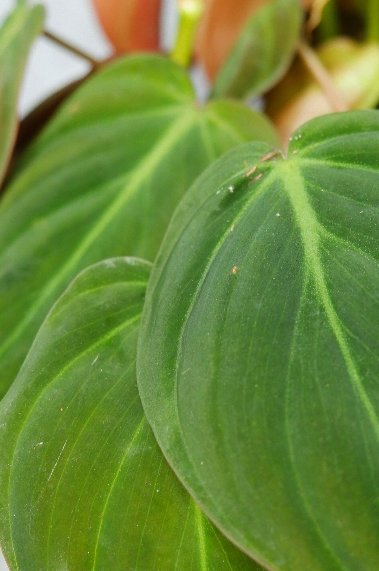 Philodendron Micans_3