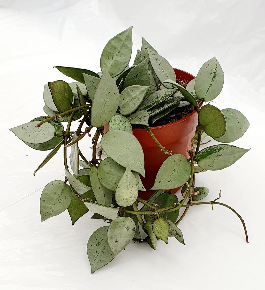 Hoya Krohniana Eskimo Planta Suculenta Colgante Flor De Cera Ø9_0