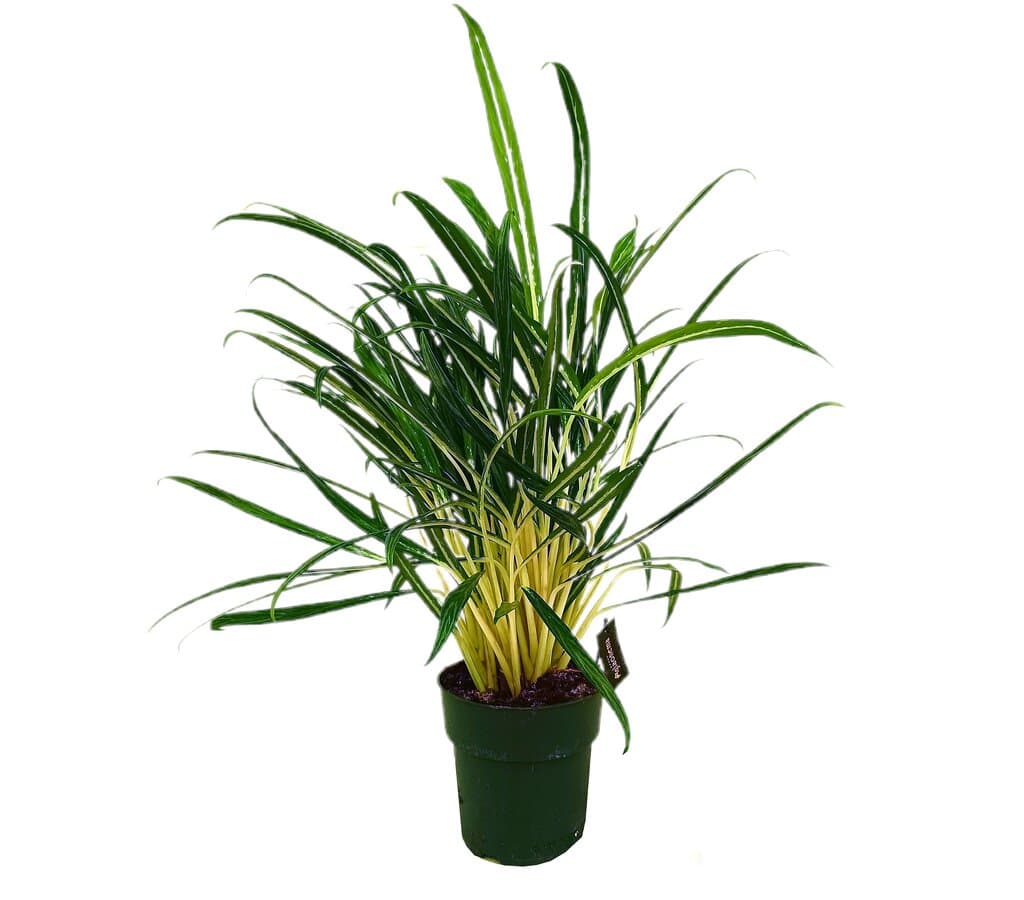 Aglaonema Dark Feather M19_0