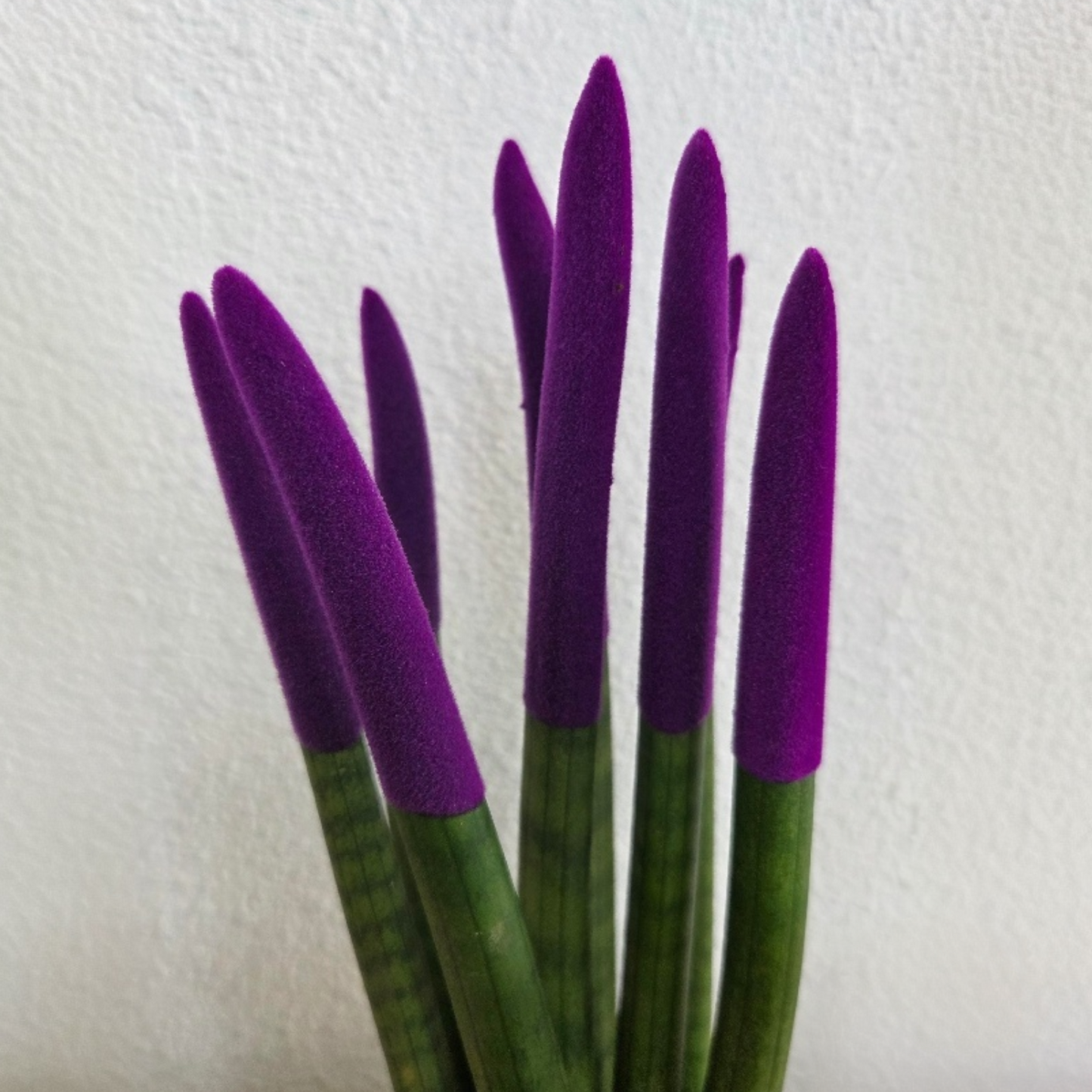 Lengua De Suegra Cilíndrica - Sansevieria Cylindrica - Altura 20-40cm - ⌀9cm_3