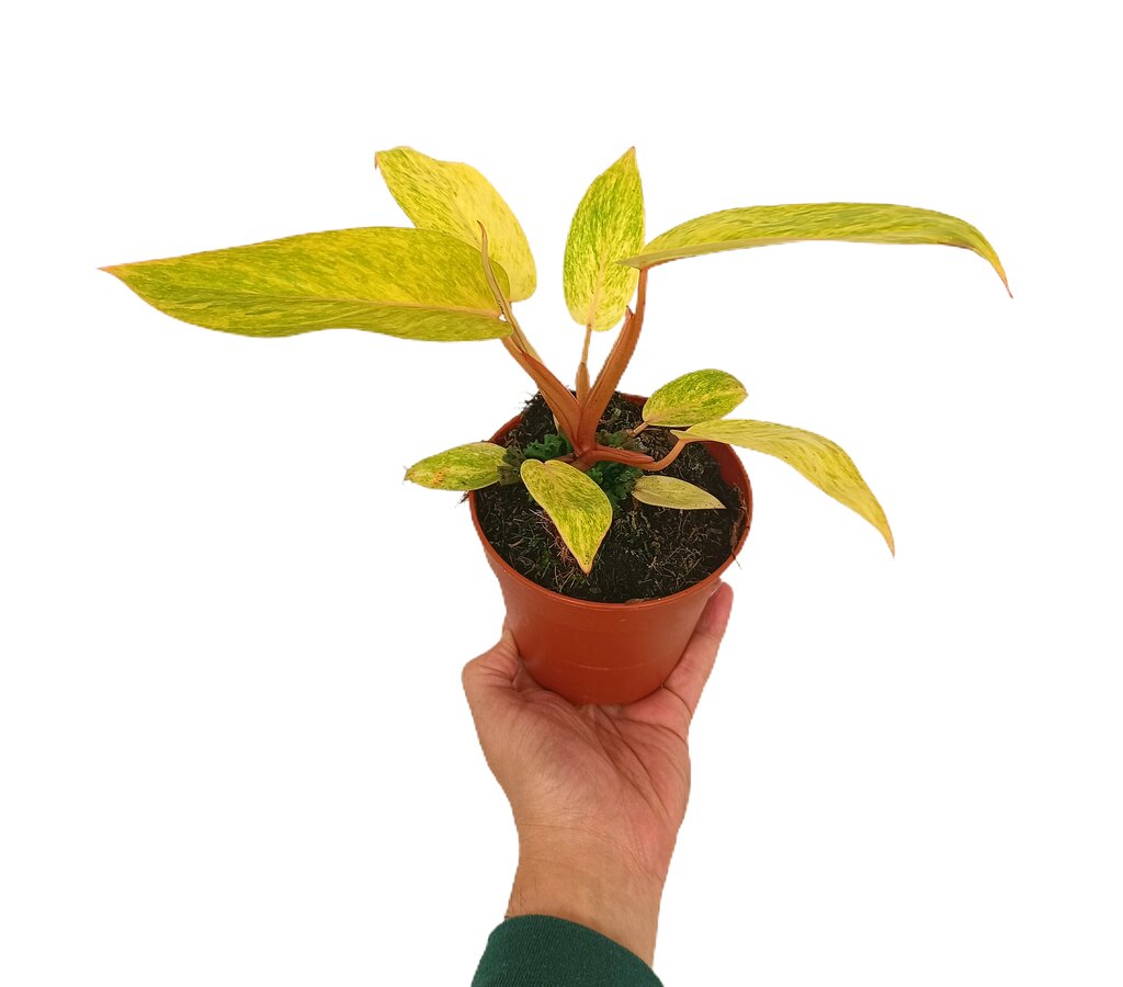 Philodendron Painted Lady M12 30cm_0