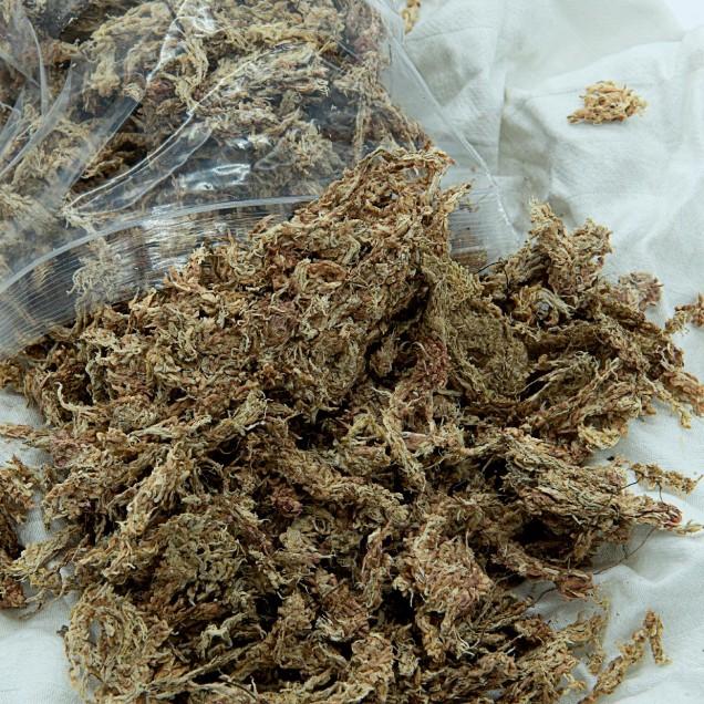 Musgo esfagno desidratado fibra longa 100g aprox.