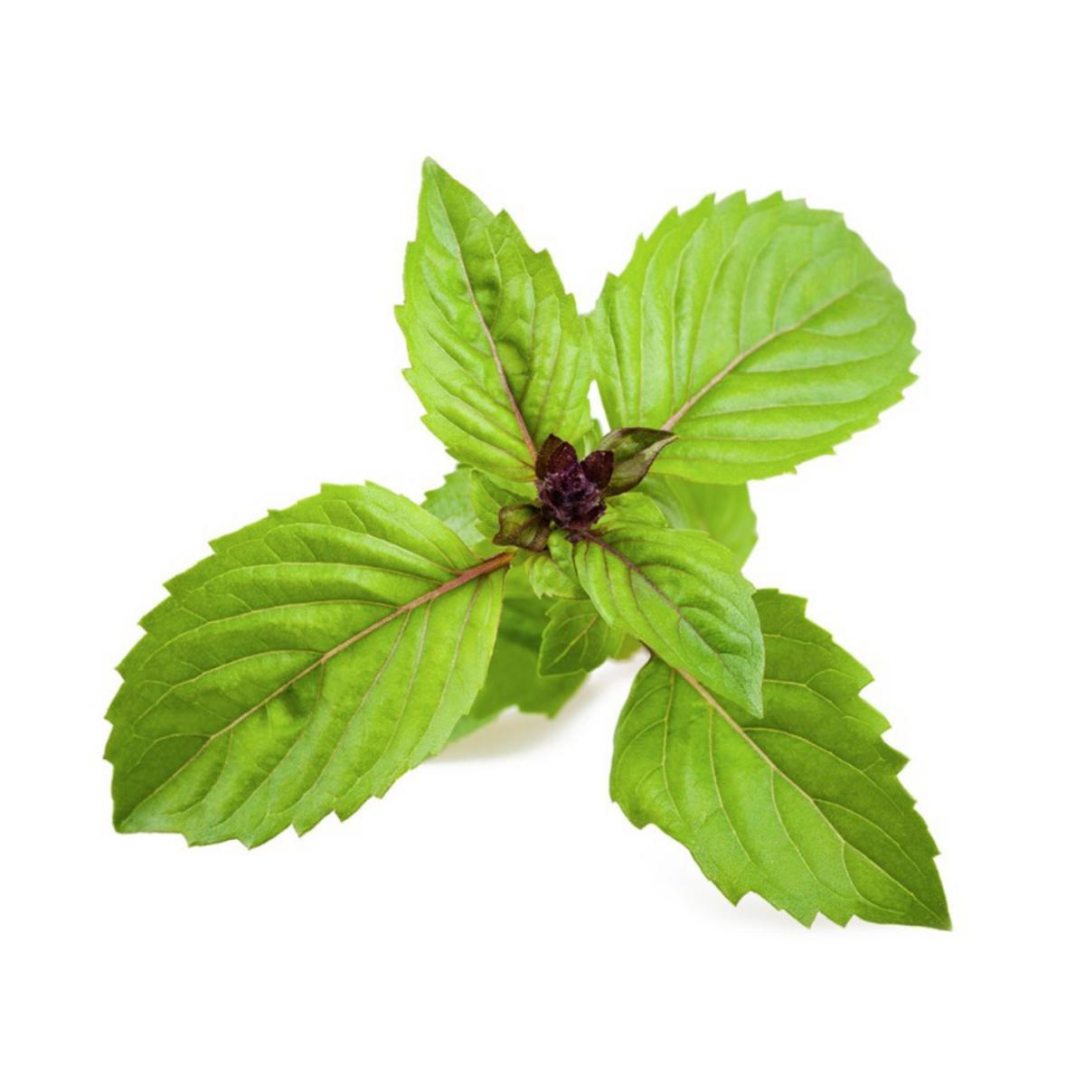 Muda de manjericão canela larga em vaso de 11 cm