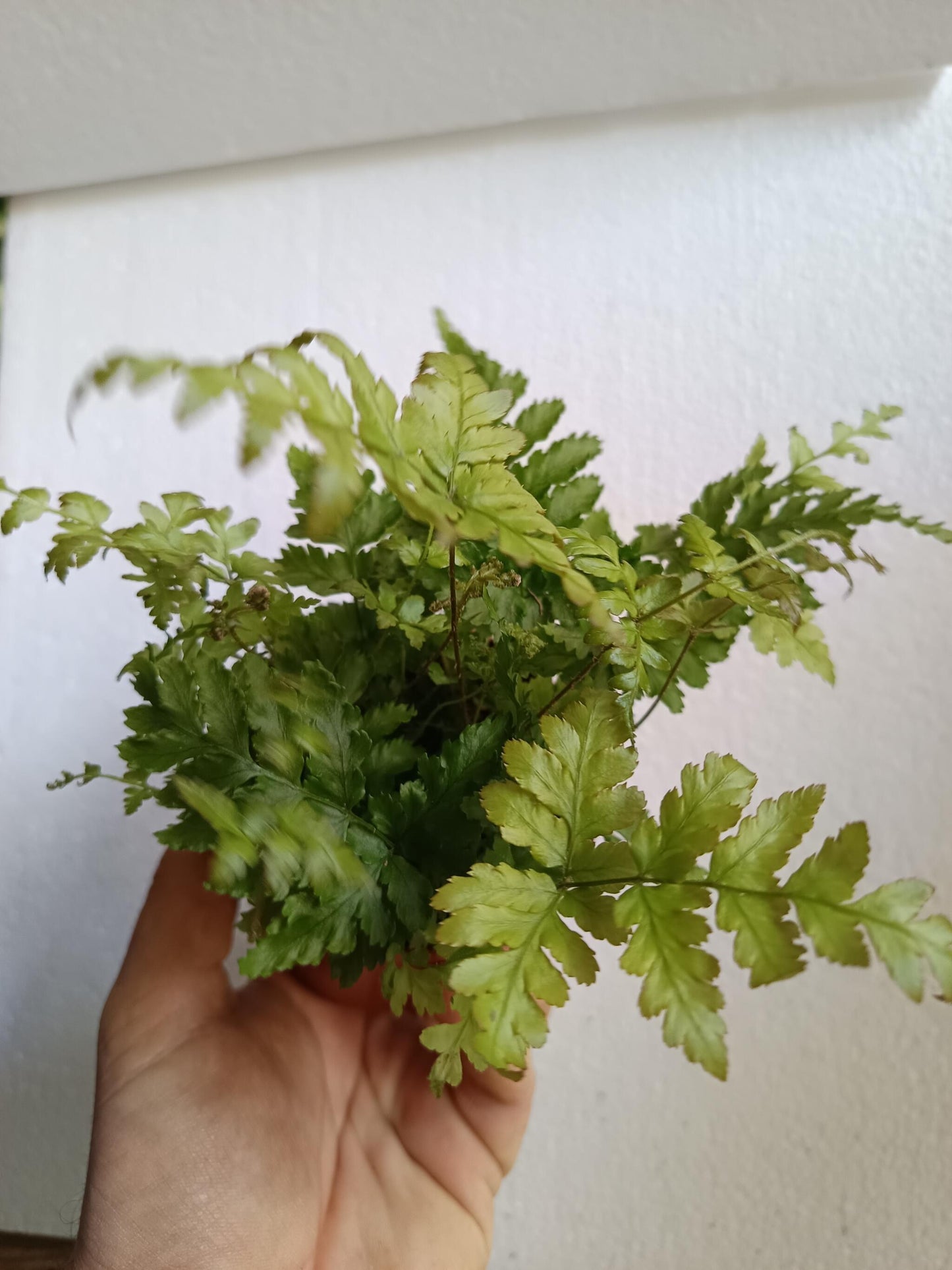 1 Helecho Surtido Aleatorio Plantas De Interior Ø8_5