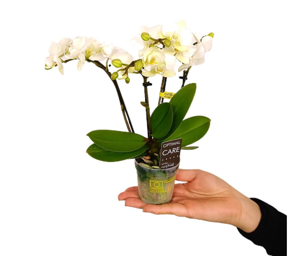 Orquídea Phalaenopsis Multiflora M7 25cm_0