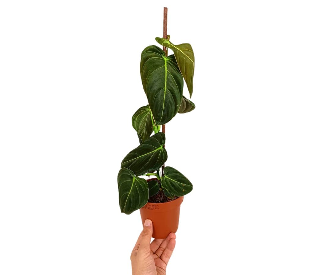 Philodendron Melanochrysum M13_0
