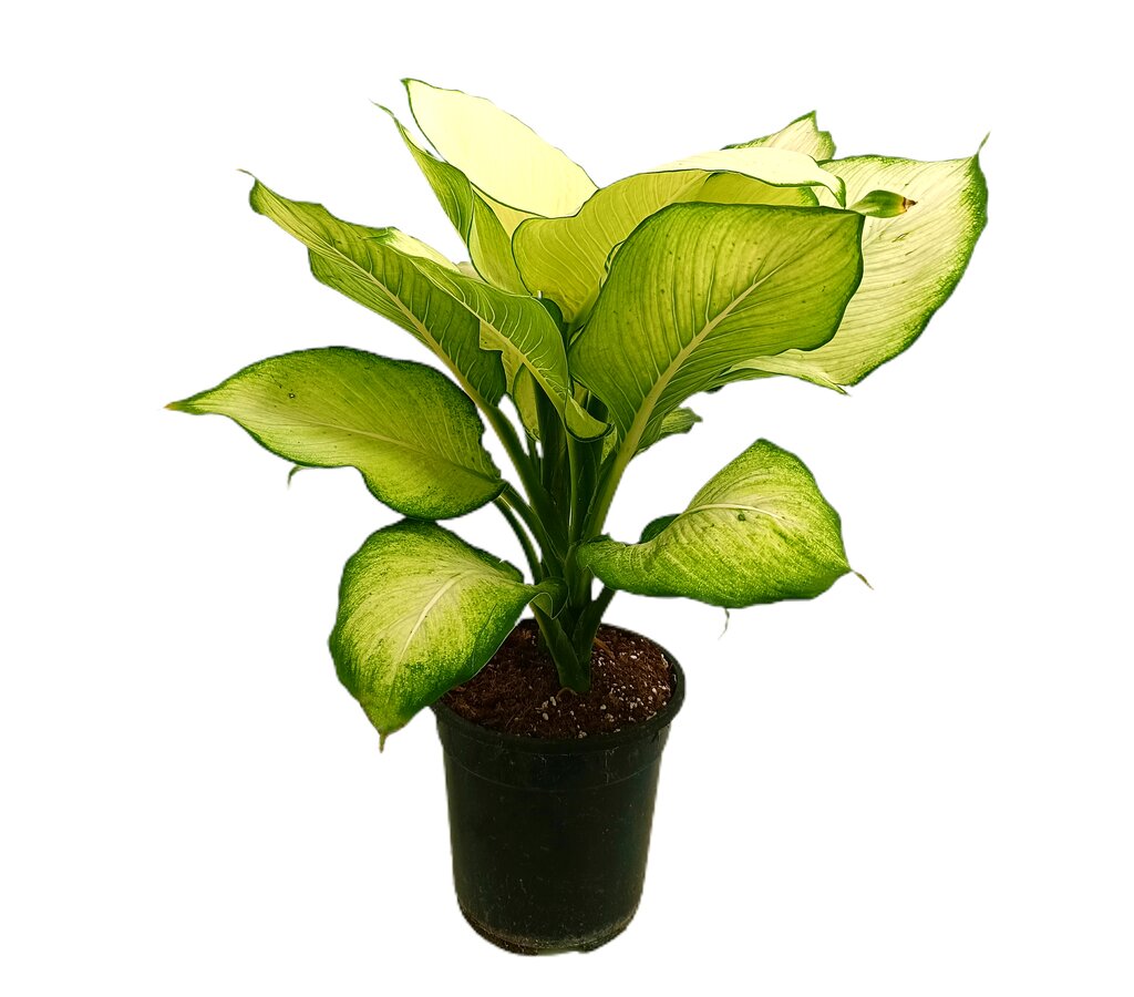 Dieffenbachia Marianne M24 70cm_0