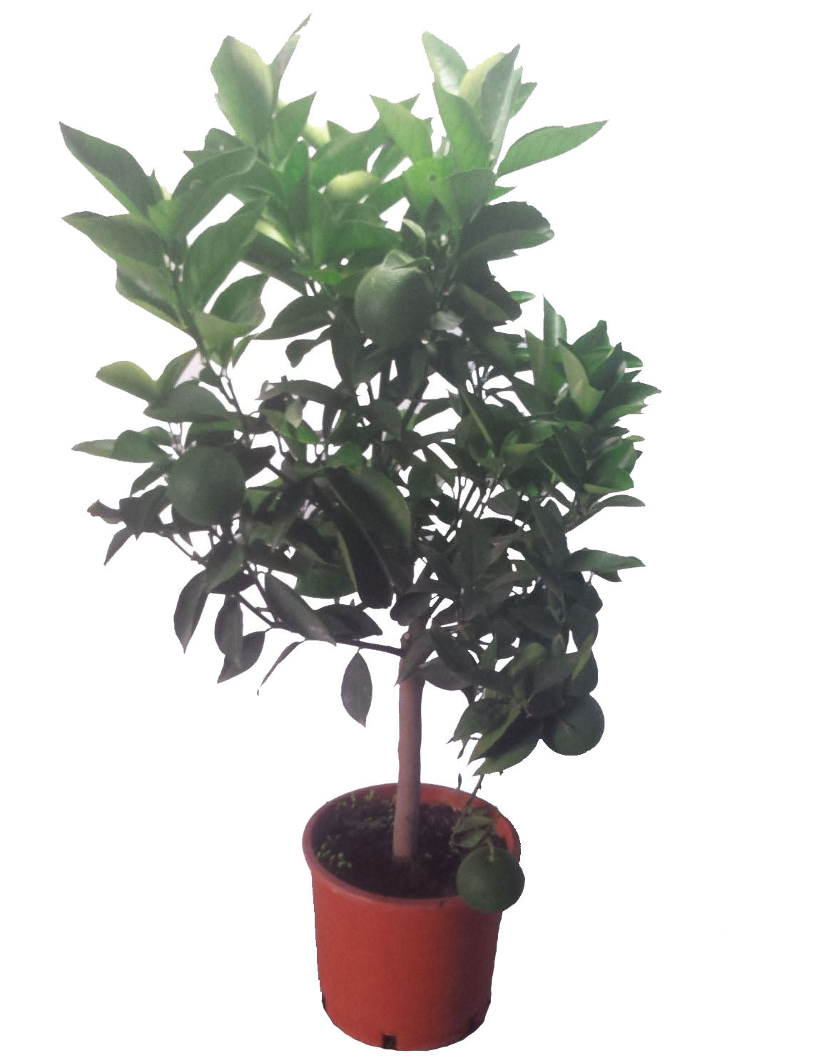 Naranjo Enano - Altura Aprox. 80cm. - Planta Natural - Ideal Para Cultivo En Maceta_0
