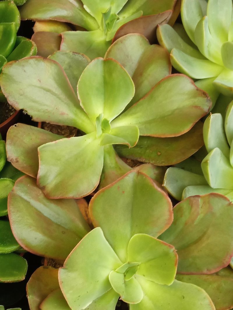 Suculentas Y Cactus Variedad #14 Planta Sin Id_0