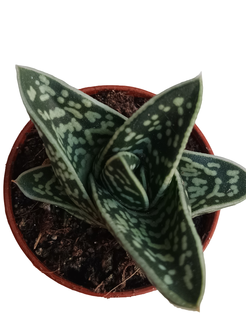 Aloe Tigre Planta Suculenta Ø5_0