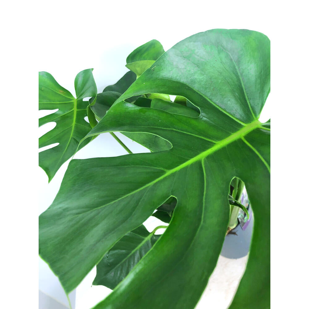 Monstera Deliciosa M19 50cm (costilla De Adan)_3