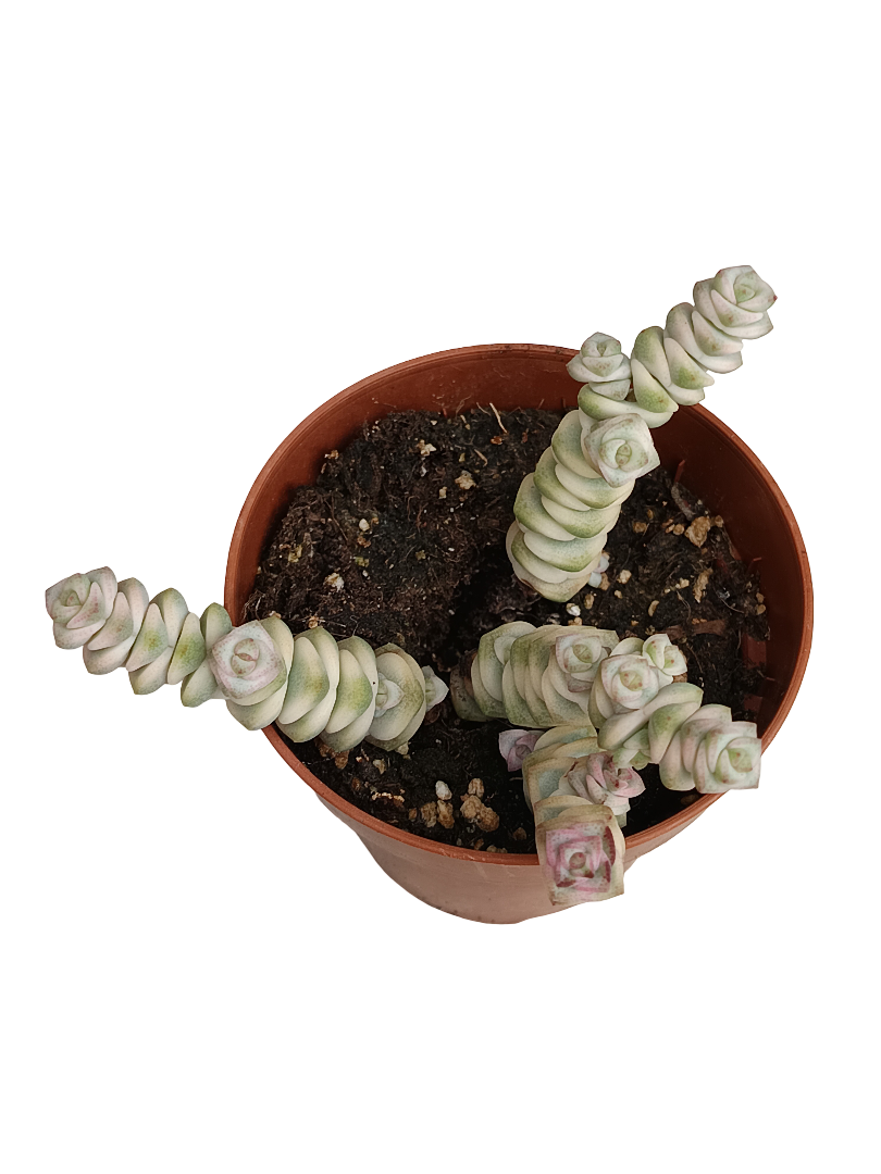 Crassula Marneriana Variegata Planta Suculenta Ø8_0