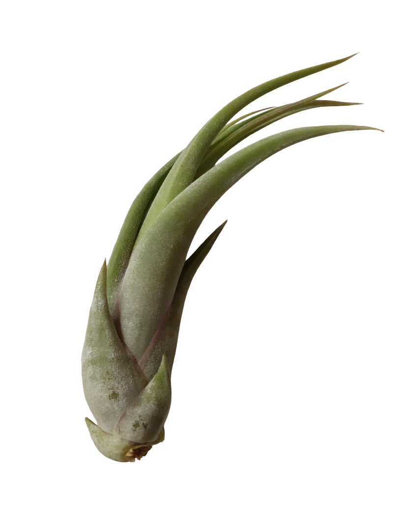 Tillandsia Paucifolia Planta Interior Clavel Del Aire_0