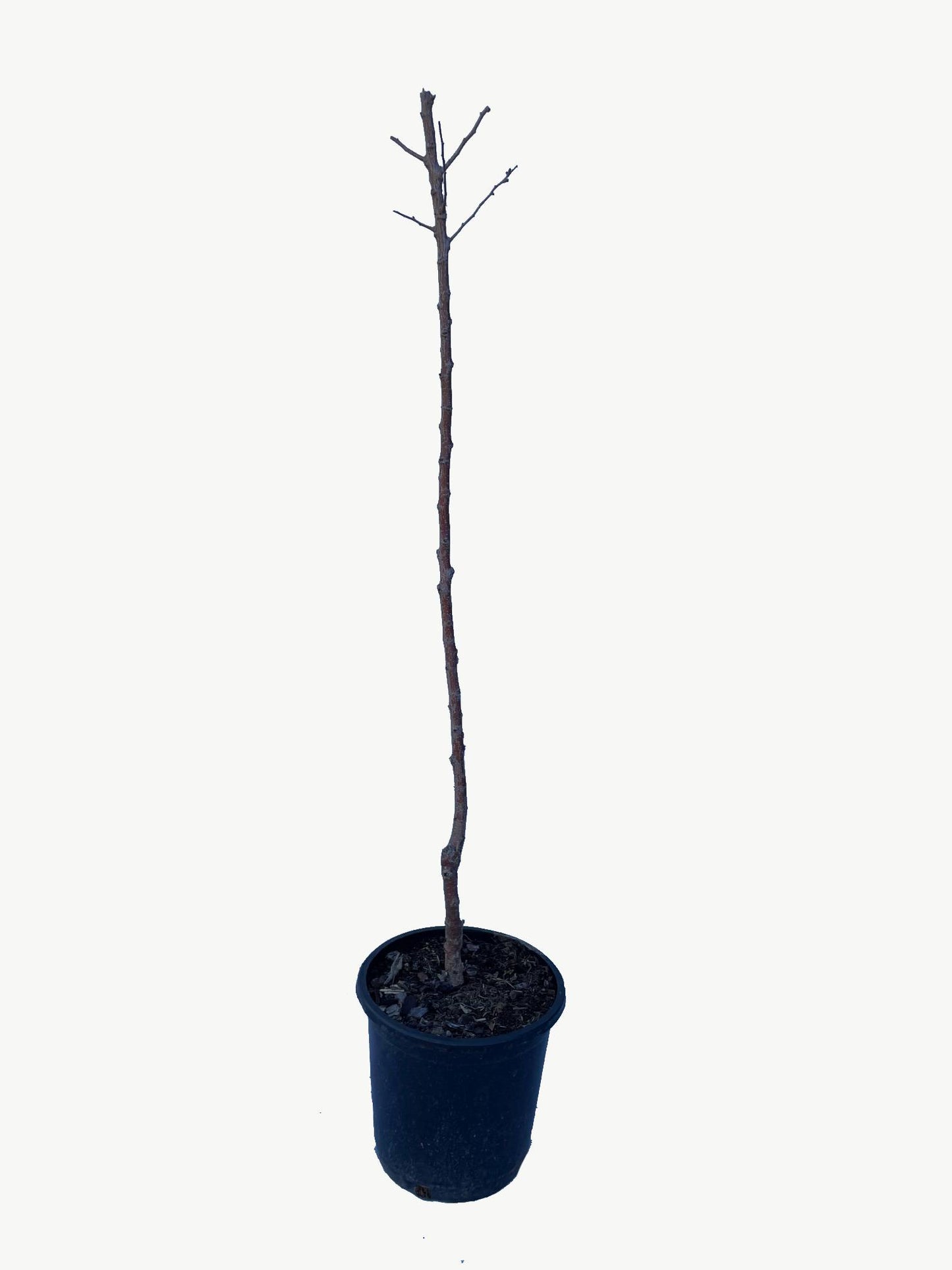 Frutal Albaricoquero Moniquí - Planta Natural - Maceta 26cm - Altura Aprox. 120/150_2
