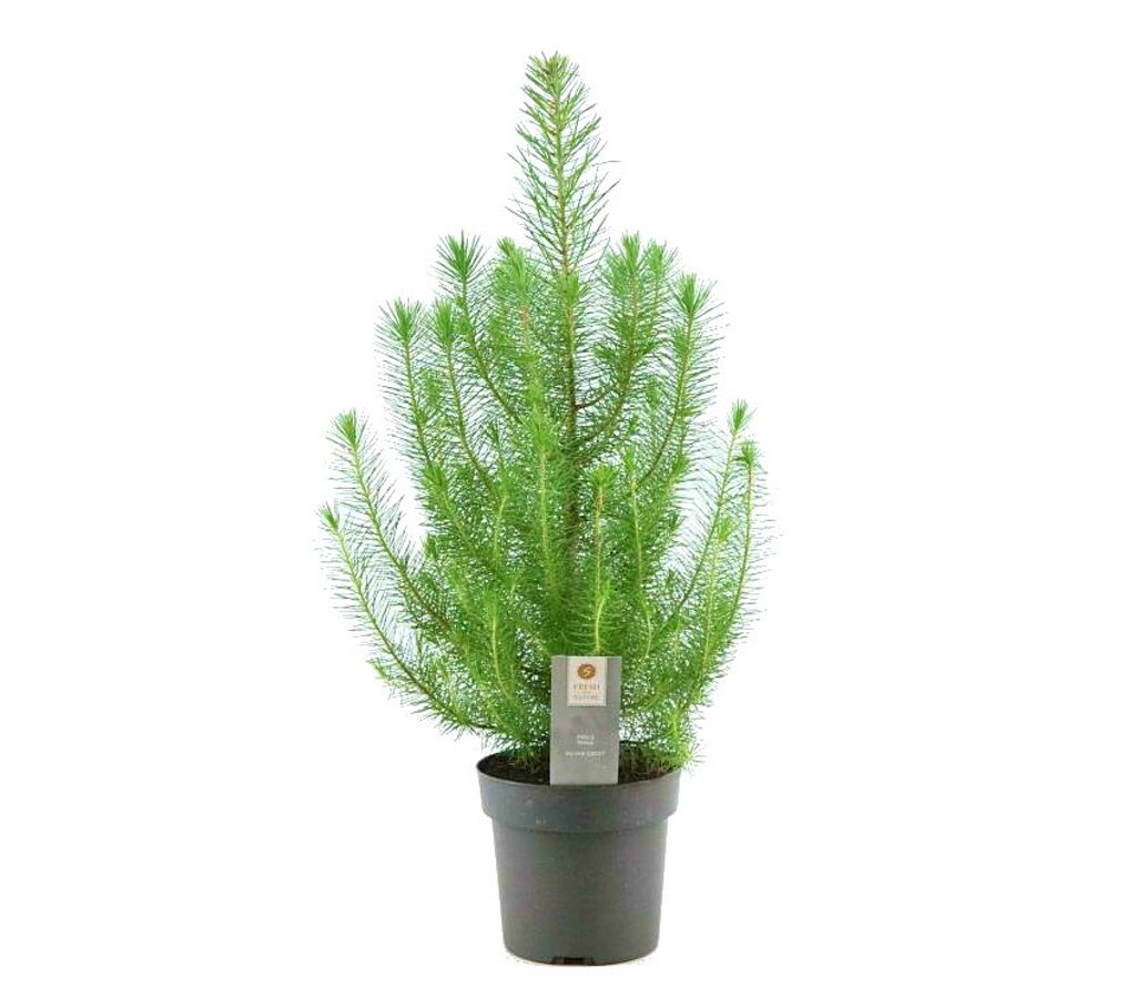 Pinus Pinea Plata Crest M17 50cm_0