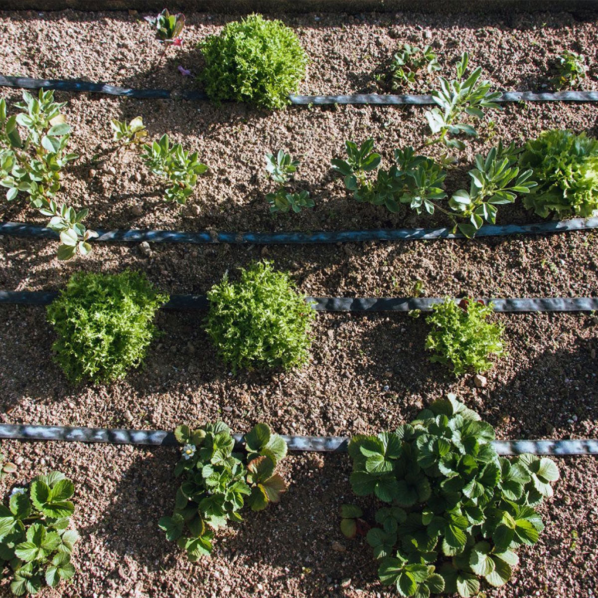 Rolo de exsudação Agro Planeta Huerto 100 m