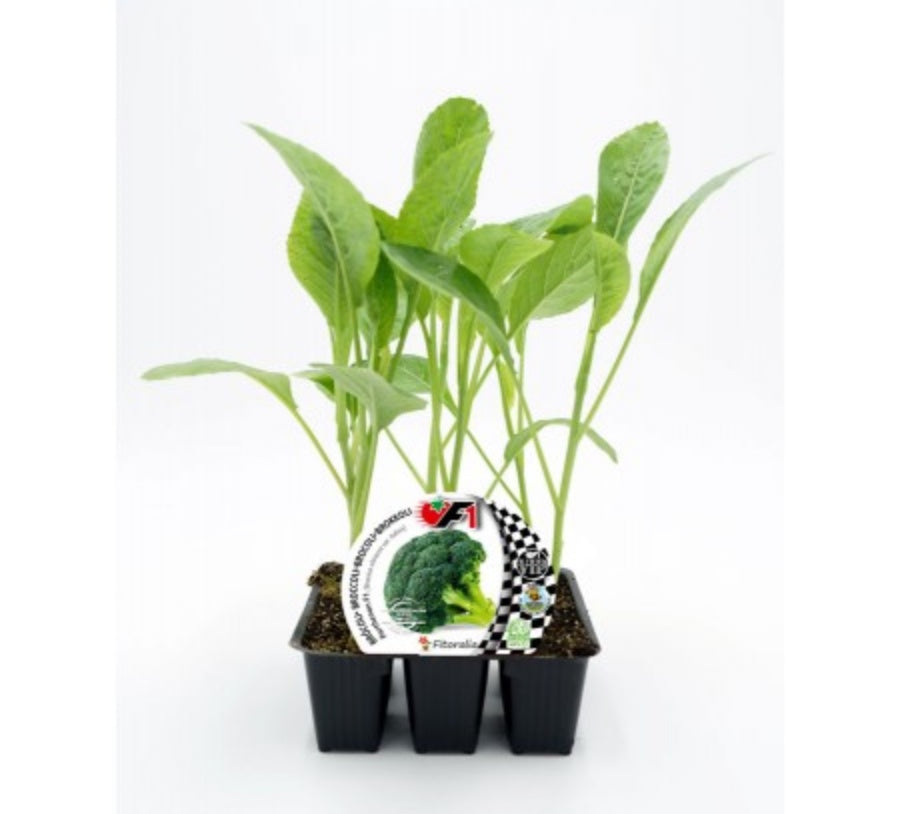 Pack Plantones Brócoli Híbrido F1 Parthenon 6 Ud. Natural - Fitoralia_0