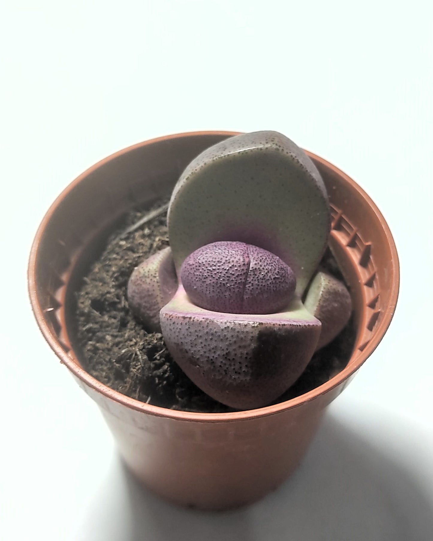 Pleiospilos Nelii Rubra; Planta Piedra, Piedra Viva, Púrpura; Curiosarium; Diámetro Maceta 5,5 Cm_1
