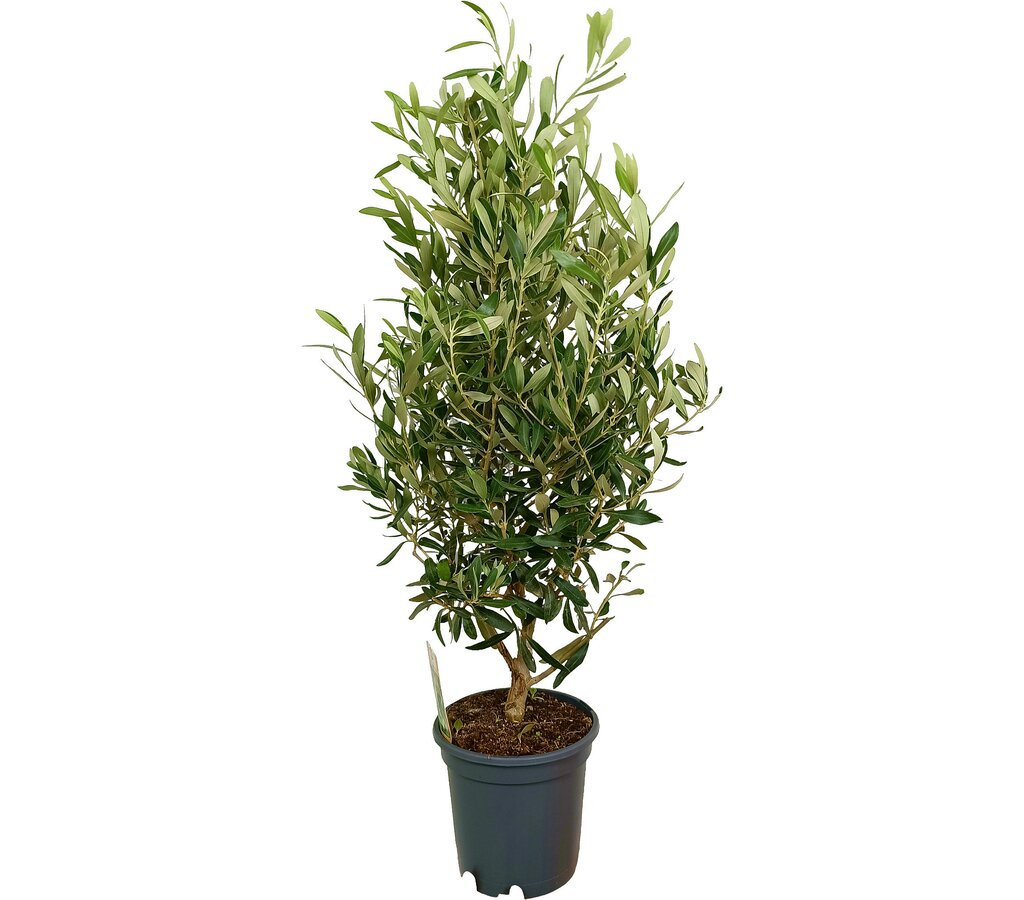 Olivo M17 50-60cm_0