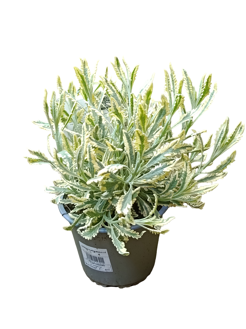 Lavanda Variegata Ø14 Planta Aromática Natural_0