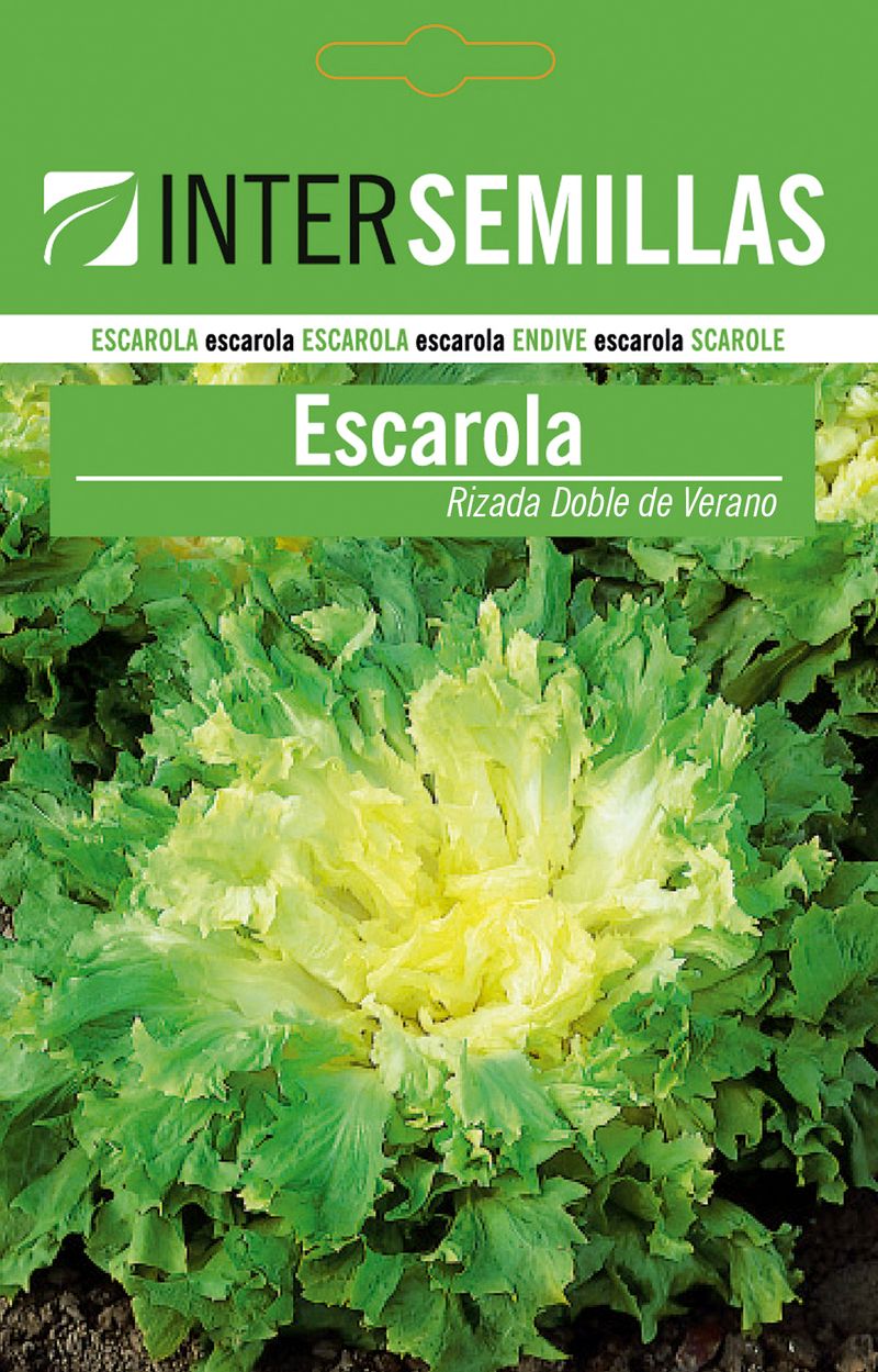 Sobre De Semillas Escarola De Verano_0