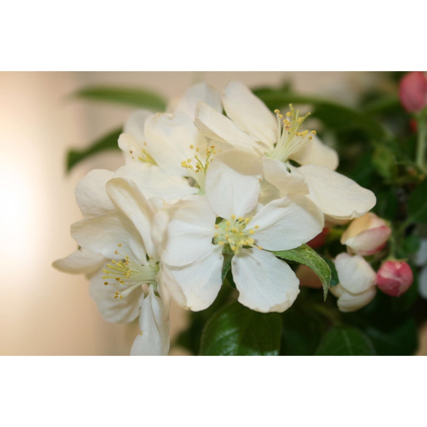 Bonsai Malus sp. 7 anos MACIEIRA