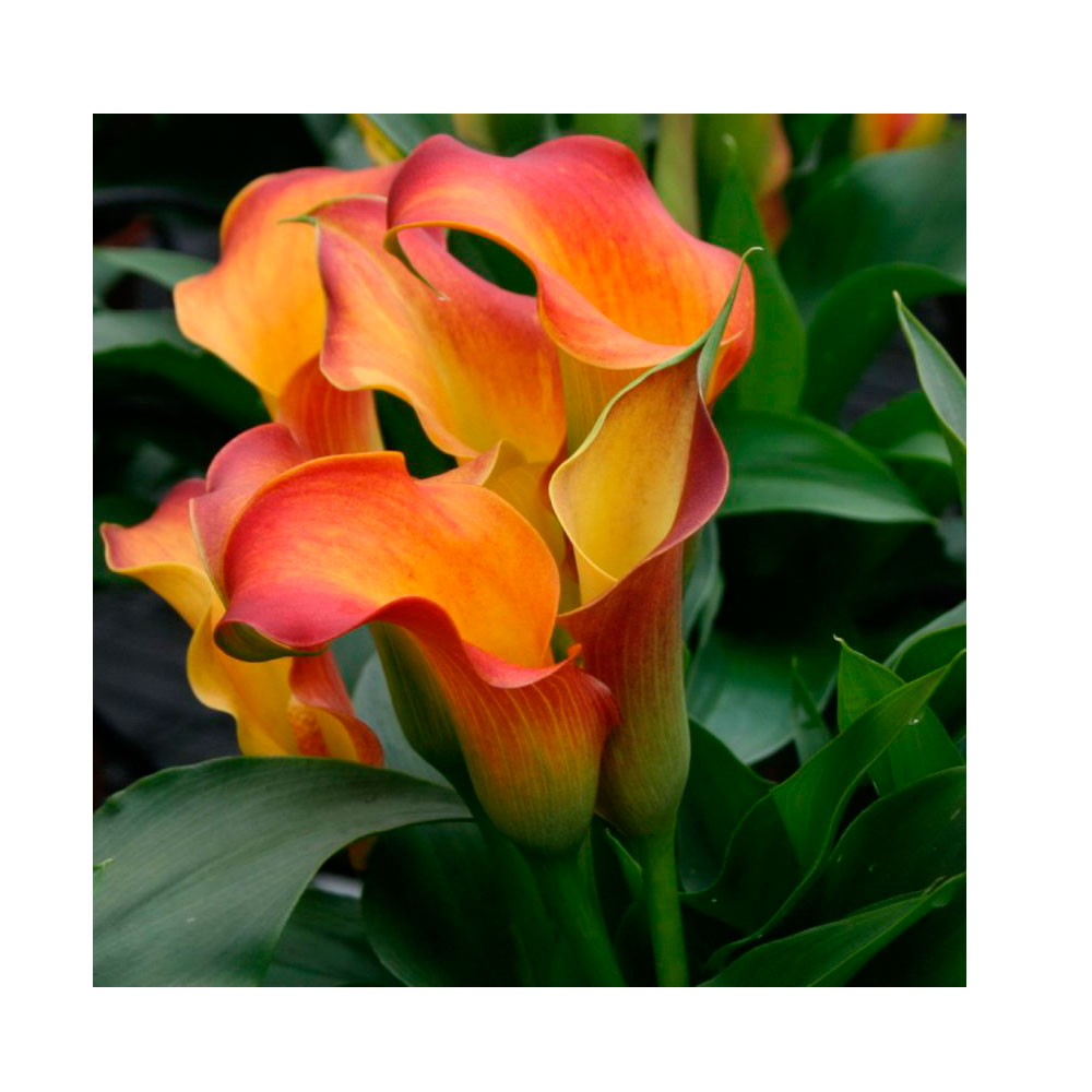 1 Bulbo Zantedeschia 'OSORNO' Cala Flor Naranja._0