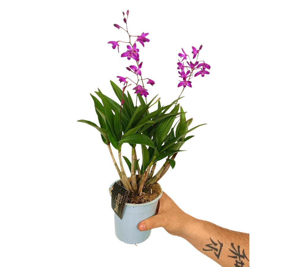 Dendrobium Berry 2 Tallos M12_0