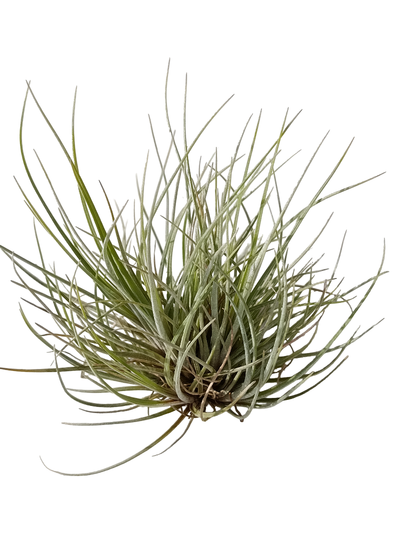Tillandsia Batrami Mini Clumb Planta Natural Clavel Del Aire_0