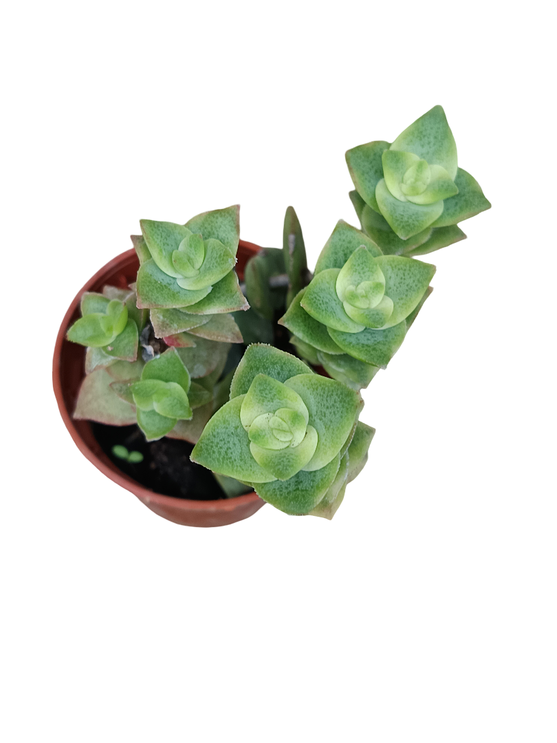 Crassula Variegata Planta Suculenta Colgante Mini Ø5_0