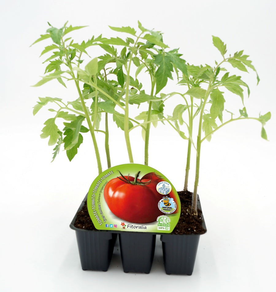 Pack Plantones Tomate Tres Cantos 6 Ud. Natural - Fitoralia_0
